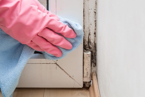 Effective Strategies for Removing Mold and Mildew