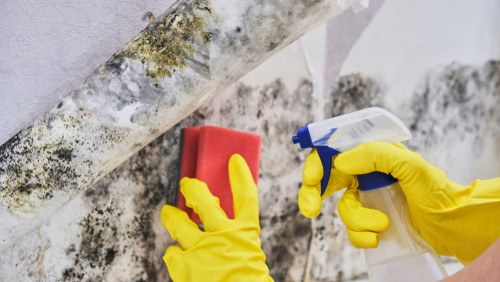 Effective Strategies for Removing Mold and Mildew